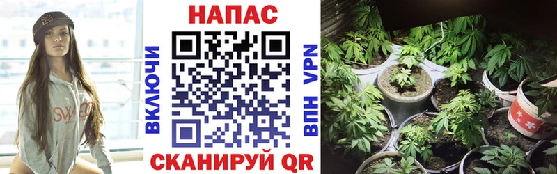 Шишки марихуана Amnesia  Губаха 